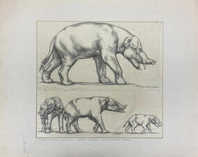 Four renderings of extinct members of the Proboscidea that resemble their elephant ancestors.