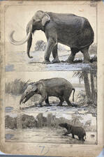 Rendering of three different extinct relatives of elephants in their native landscape, the top one most closely resembling the present-day elephant.