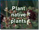 Plant-native-plants