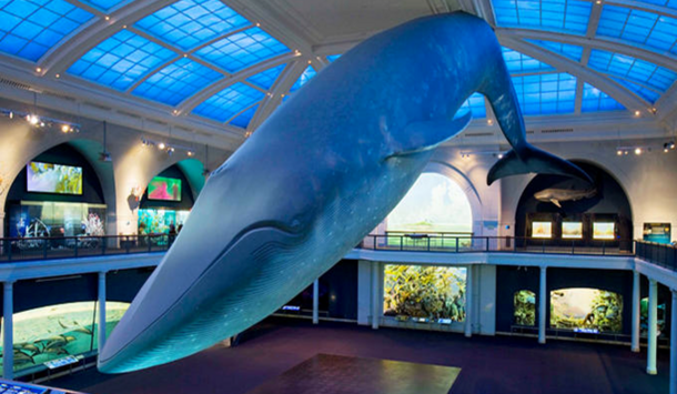Full-size model of a blue whale is suspended from the ceiling, other ocean life dioramas in view surrounding it.