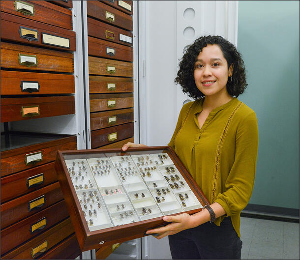 Kade fellow Nayeli Gutiérrez stands in front of collections drawers and holds up a wooden tray filled with pinned insect specimens.