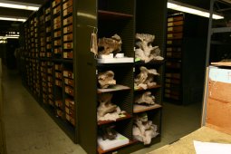 Substandard storage - brontotheres