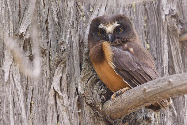 Small brown owl with rufous belly, and white markings on face