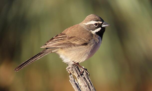 Mostly brown sparrow with black throat and two white facial stripes perched on a stick