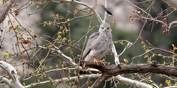 light gray hawk being buzzed by a large hummingbird while sitting in a just-leafing-out tree