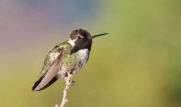 Male hummingbird with dark head and gorget that flares out at the bottom sides, perched on twig.