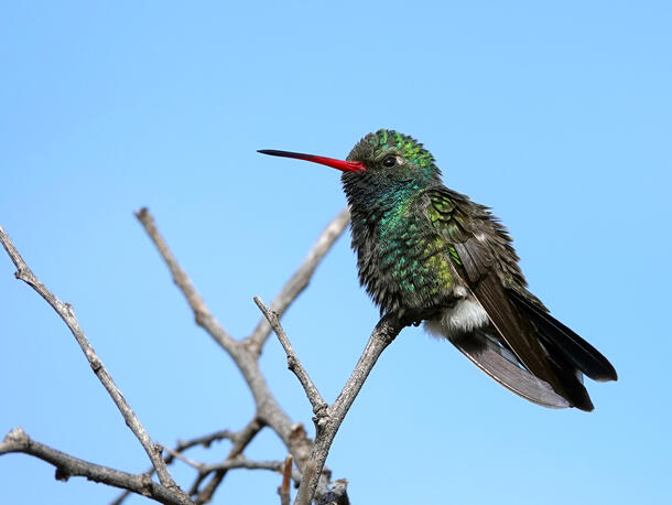 Green and blue hummingbird with red bill perched on small branches with blue sky behind