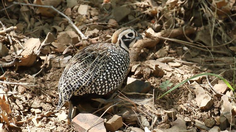 Small round quail with harlequin facial markings and spotted belly, standing in leaf litter