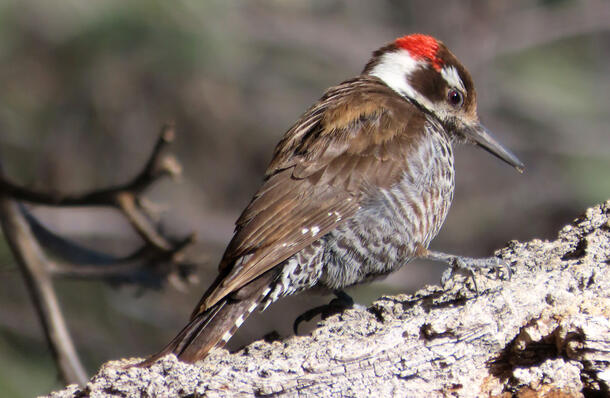 Woodpecker with brown back, brown and white barred belly, brown and white face with red crown, on log