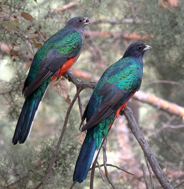 Two birds with blue-green iridescent backs and red bellies perched on branch, one with a berry in its mouth.