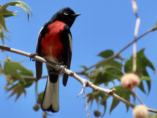 Perched bird with red belly, white undertail,black head with white arc under eye, black wings with white patches