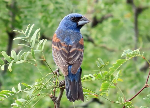 Songbird with blue head, rump and back, brown wings with rufous bars, black face and very large seed-eating bill, perched in mesquite.