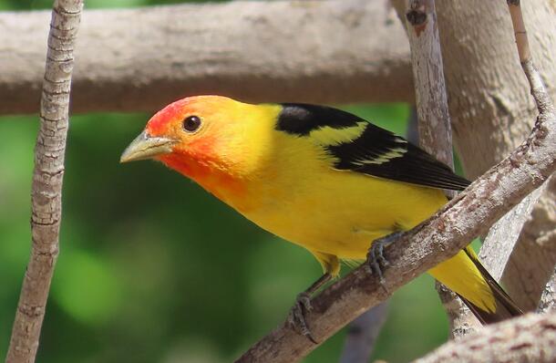 Bright yellow songbird with black back and wings, two yellow wing bars, and red forehead and throat.