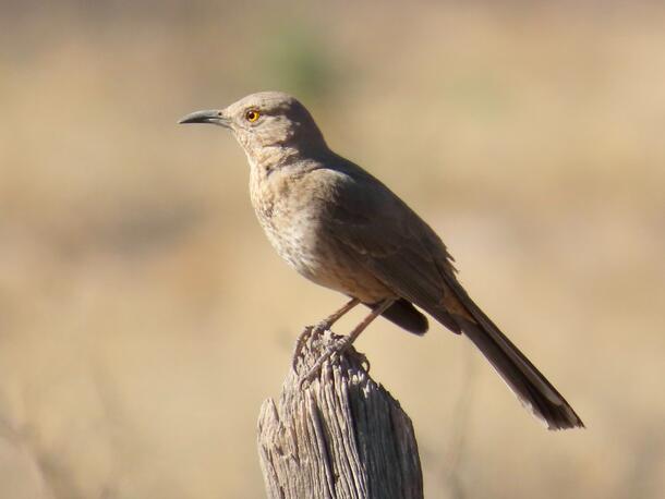 Light brown thrasher with short slightly curved bill and yellow eye perched on wooden post.
