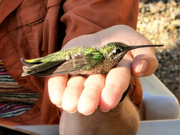 large hummingbird with green back, two white lines on face and long dark bill in a person's hand