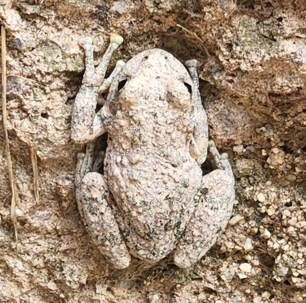 Light tan frog with bumpy skin camouflaged on a rock wall