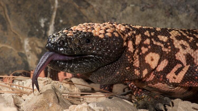 Close up of head of bulky, black lizard with pink splotches with tongue sticking out