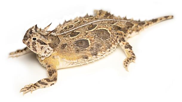 Round bodied lizard with brown spots and patches with horns on head, against a white background