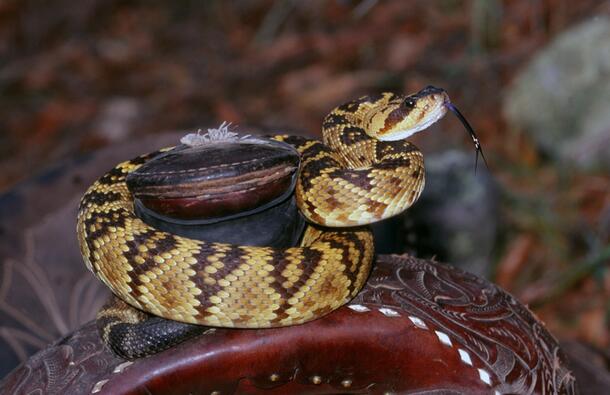 dark and light banded snake coiled around horn of saddle