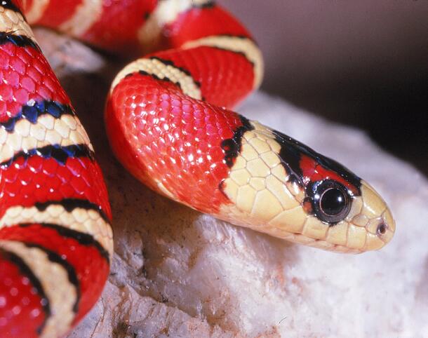 Close-up of head and upper body of red, black and white striped snake