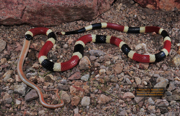 Red, black and white snake consuming a smaller pinkish brown snake