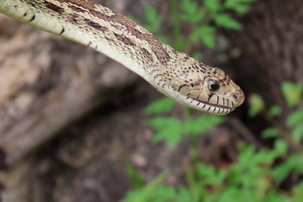 Close up head and upper body of light and dark brown snake with light undersides