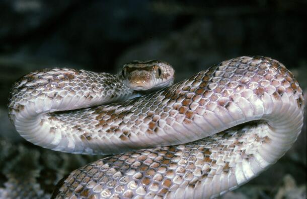 Close up of head and speckled body of coiled snake