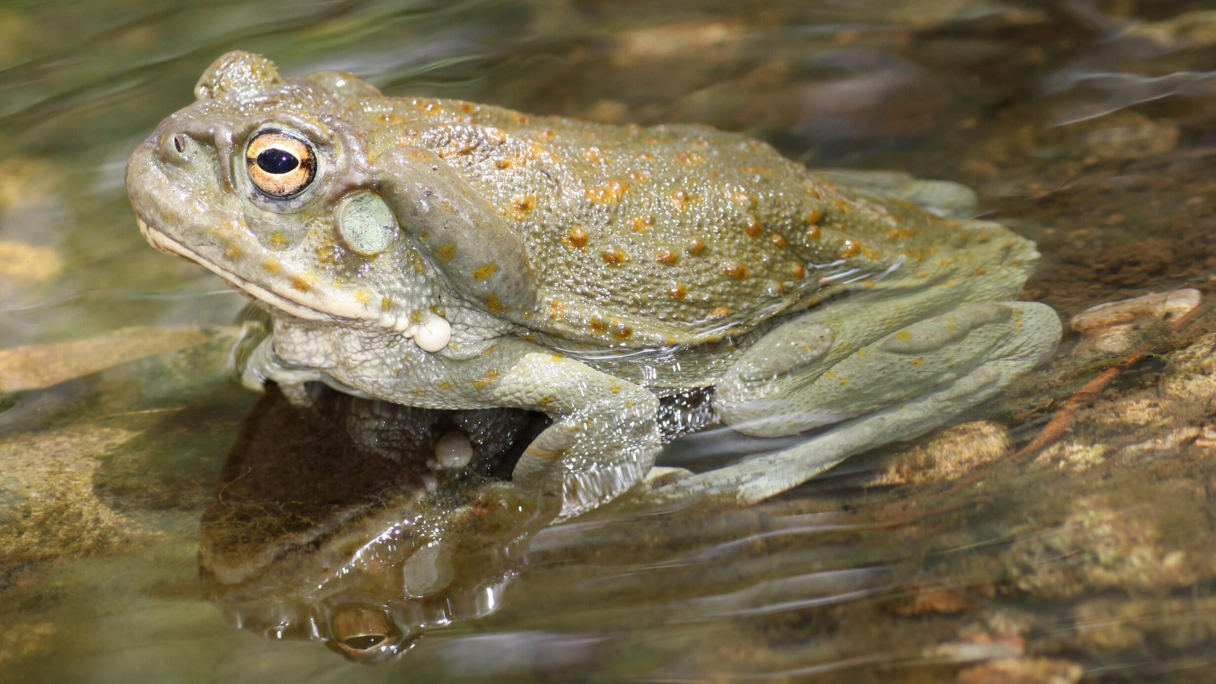 Close-up side view of gray green toad with raised orange spots sitting in shallow water