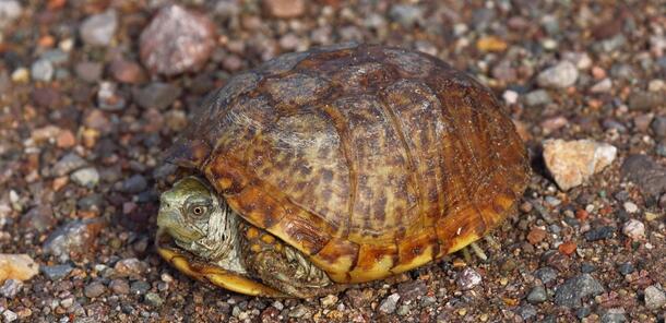 Brown turtle with rounded shell, green head, brown spots on gravel