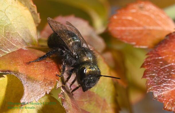 black bee with iridescent gold on red and yellow leaves