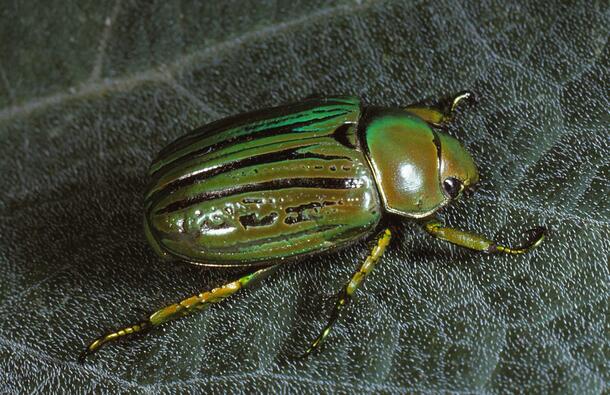 Green beetle with black lines on body on a leaf