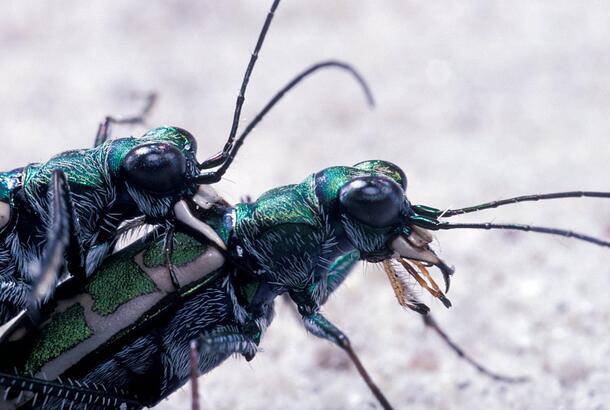Close up of two iridescent green-black beetles mating