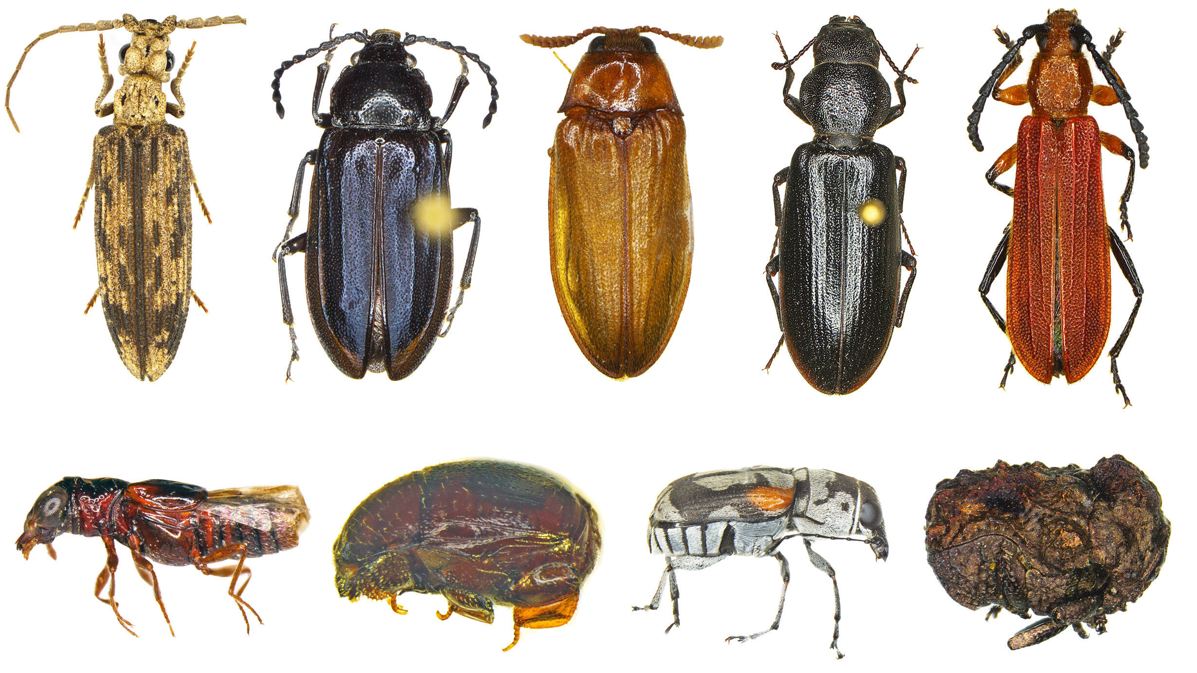 Two rows of images of different beetles on a white background. Five on top pictured from above. Four below pictured from the side.