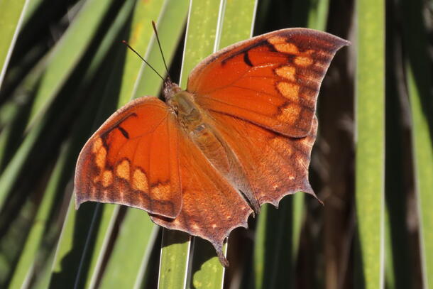 Tailed butterfly that is primarily orange on elongated green leaves