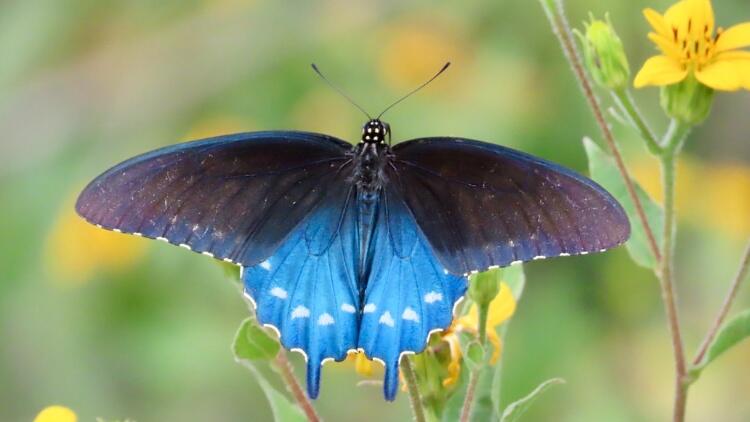 Blue butterfly with darker forewing and lighter hindwing with white spots on yellow flowers