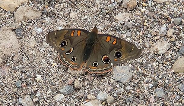 Dark brown butterfly with distinctive eye spots and orange bars on gravel substrate