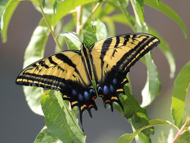 Two-tailed yellow butterfly with black marks on forewing and blue spots on hind wing, perching on thin green leaves.