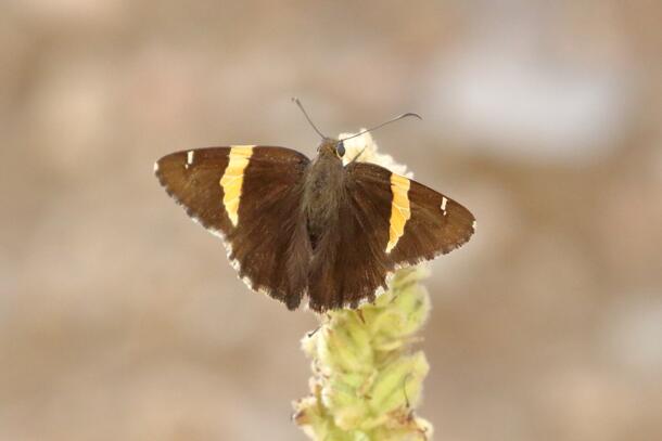 Dark brown butterly with a wide, golden- yellow band across the median portion of the forewing and a small white patch near the forewing apex.