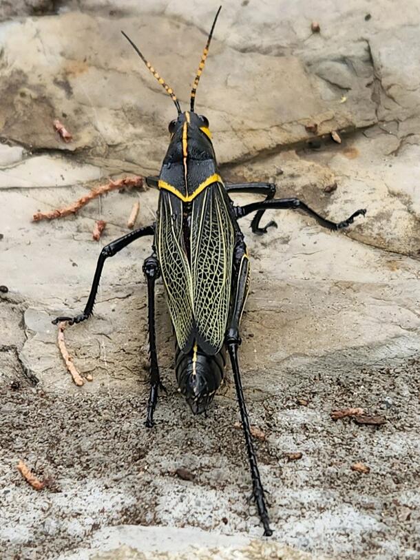 Large black grasshopper with yellow and green markings on rocky background