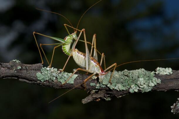 2 katydids copulating on a lichen-covered branch