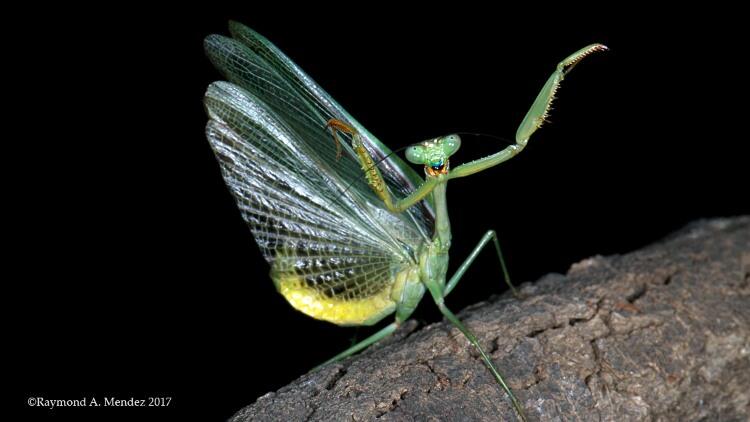 Praying Mantis with wings spread and front legs held up in a defensive posture