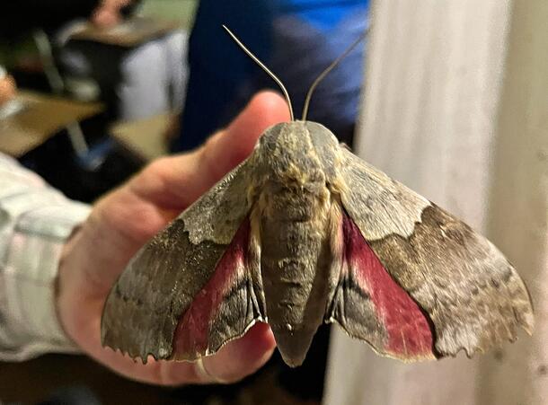 large moth almost covering a human hand which is holding it, mostly brown with pink hind wing linings