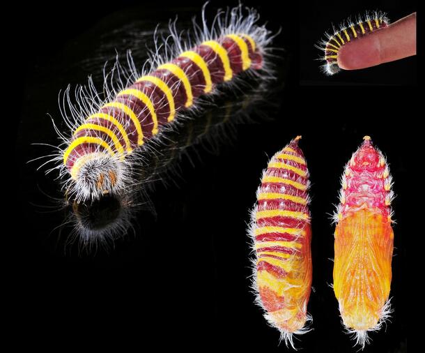 Different views of life stages of a red and yellow caterpillar with white hairs next to a fingertip for size comparison