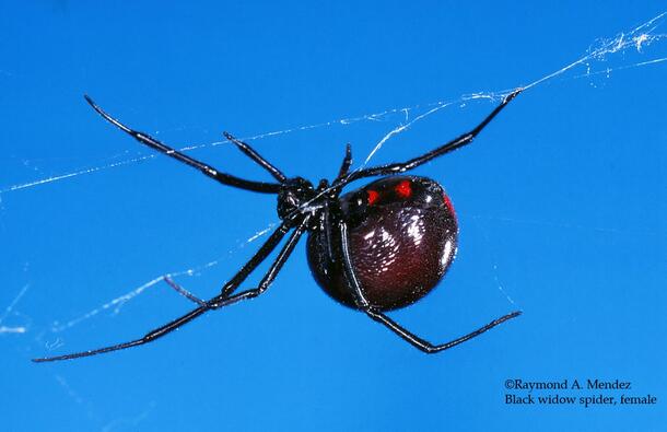 Black spider with red marks hanging from a slender web against a blue sky