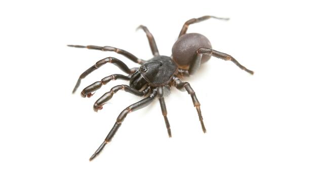 Black and brown spider against a white background