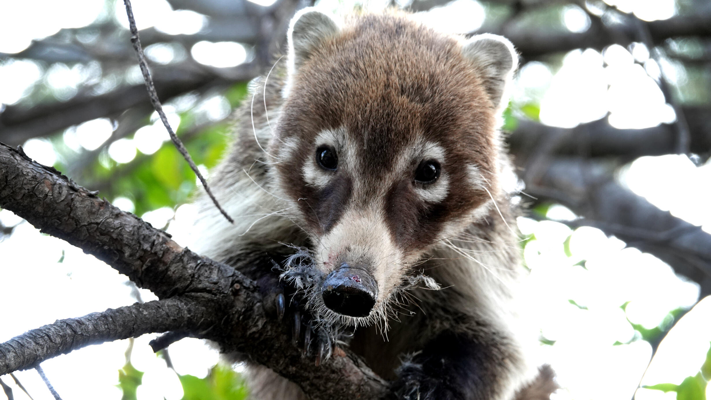 Face of a mammal with brown head, white around eyes and on snout up in a tree