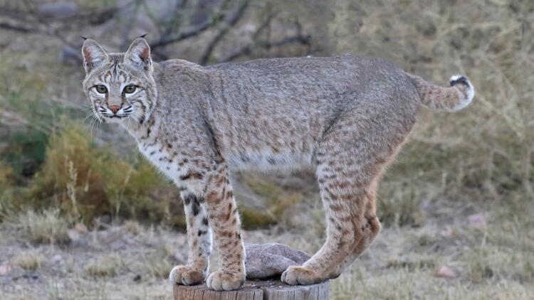 Finely spotted wild cat with short tail standing on tree stump.