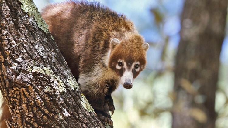 Brown furry mammal with white markings and a long nose in a tree