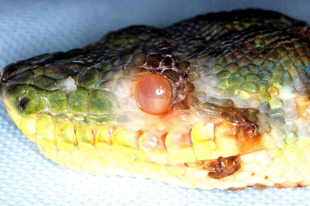 Close-up of the head of a snake. The animal’s eye appears opaque with a milky-red color. Caption reads: “Emerald Tree Boa fungal infection of eye and surrounding area.”