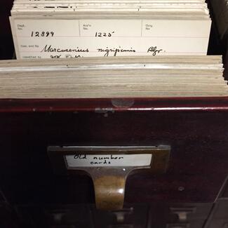 Old card catalog from the Ichthyology collection at AMNH.